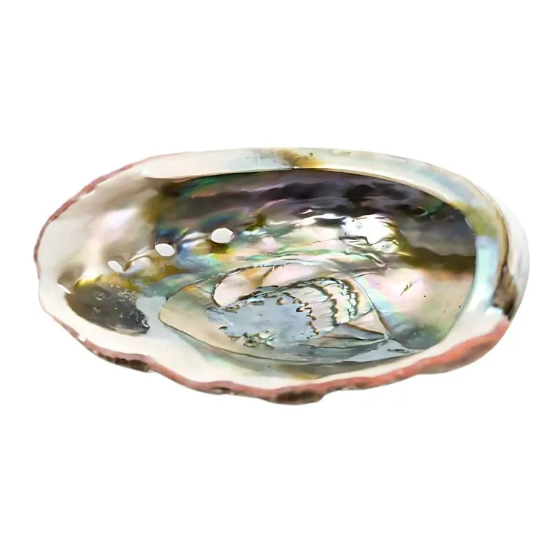 Abalone Shell – 75 to 90 mm-Global Food Hub