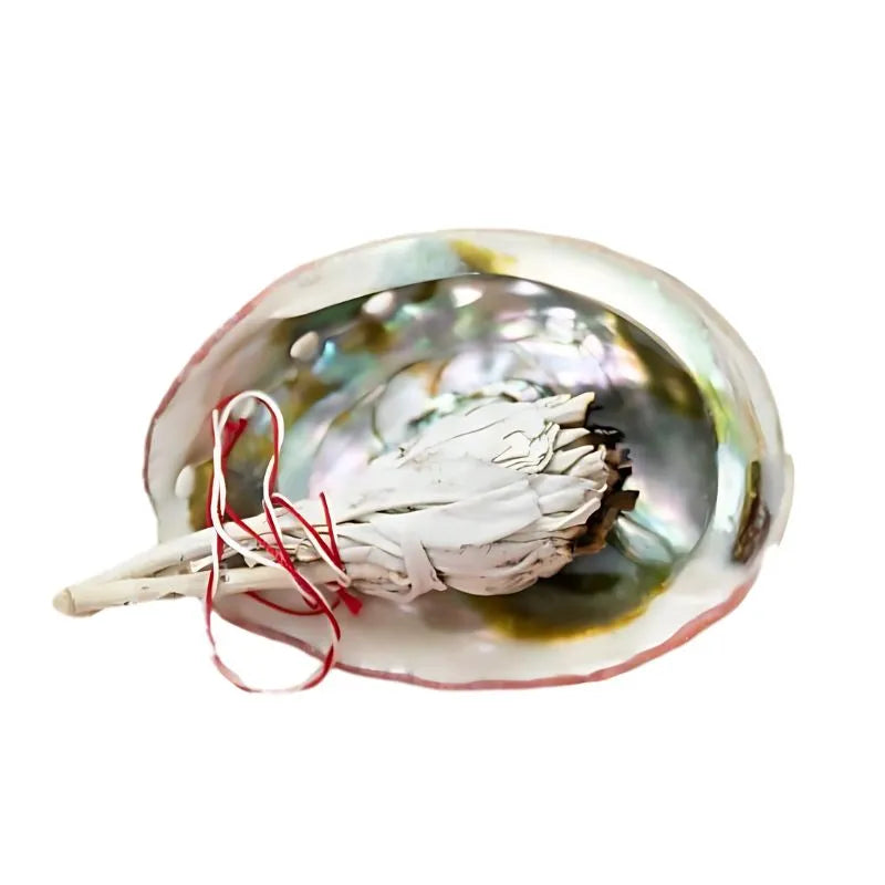 Abalone Shell – 75 to 90 mm-Global Food Hub