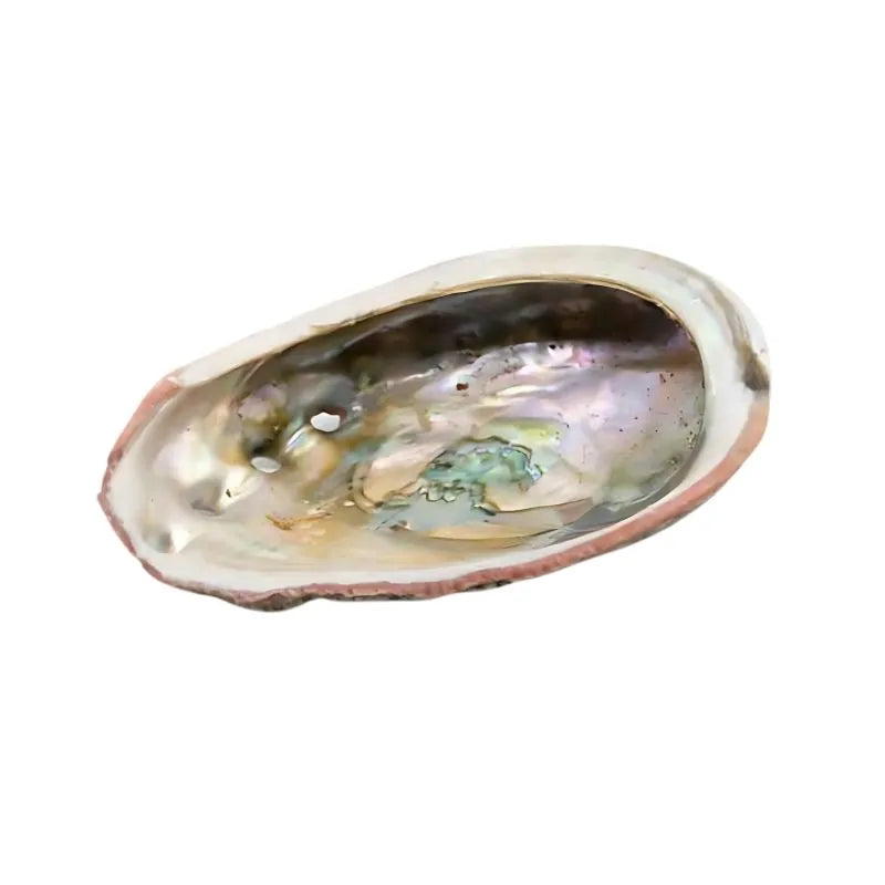 Abalone Shell – 75 to 90 mm-Global Food Hub