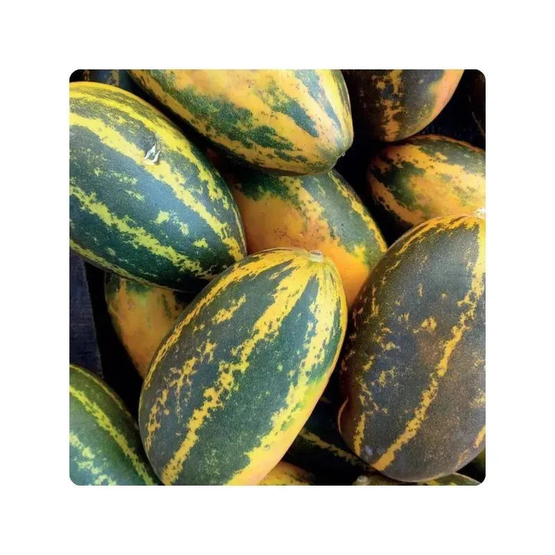 Fresh Vellarikka (Tamil Cucumber) - 900g- 1Kg aprx.-Global Food Hub